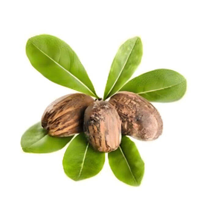 Shea Nuts
